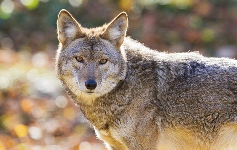 coyote