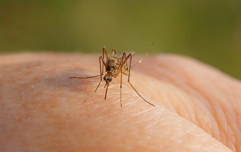 mosquito on a hand