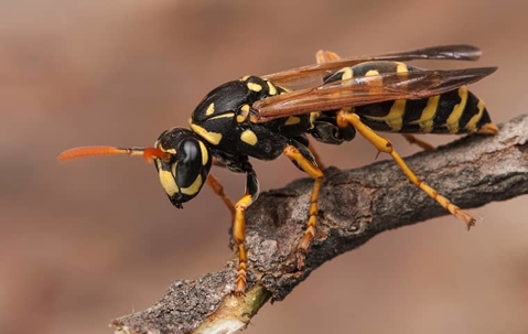 wasp