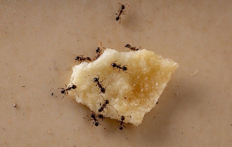 ants on food crumbs