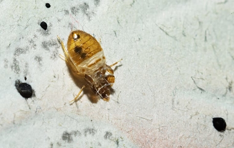 dead bed bug