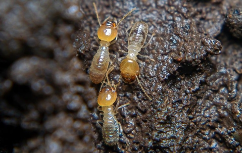 termites