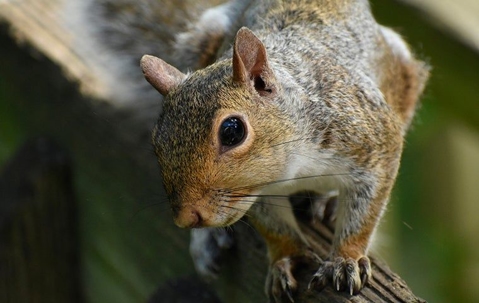 squirrel
