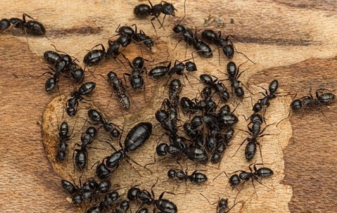 carpenter ants