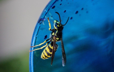 a yellow jacket insect