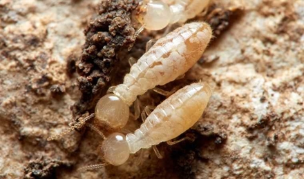 Termite Control