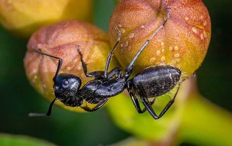 ant on a fruit