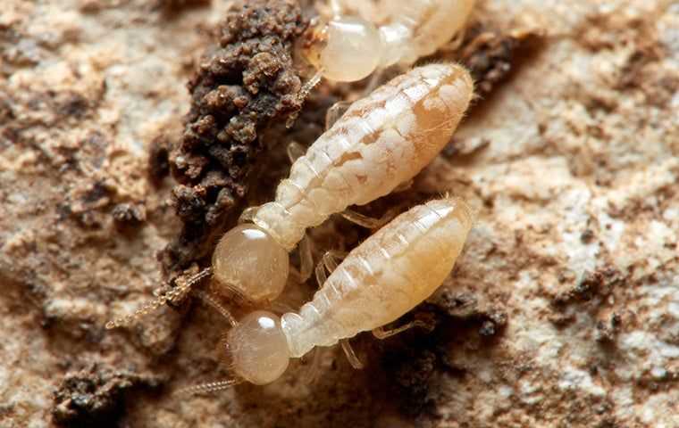 termite larva