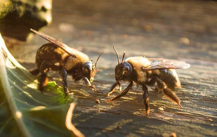 two bees