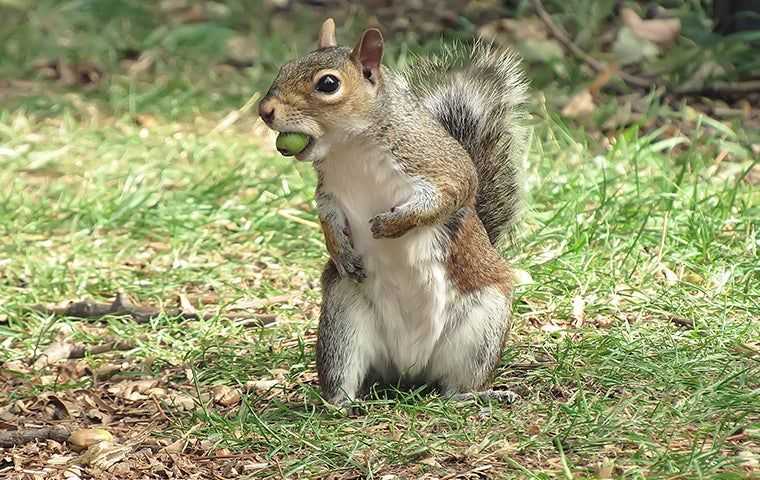 Squirrel  